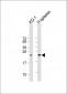 LIF Antibody (Center)