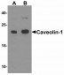 Caveolin-1 Antibody