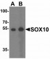 SOX10 Antibody