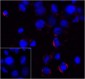 PD-1 Antibody [4D6]