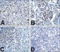 PD-1 Antibody [4D6]