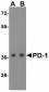 PD-1 Antibody [4D6]