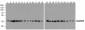 GAPDH Antibody [12D3D5]