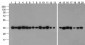 GAPDH Antibody [12D3D5] (biotin)