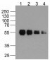 DDDDK Antibody [1D1B12] (biotin)