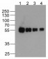 cMyc-tag Antibody [5G5H7] (biotin)