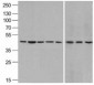 beta-Actin Antibody