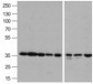 GAPDH Antibody