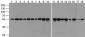 alpha-Tubulin Antibody