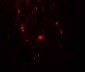 SAMHD1 (phospho Thr592) Antibody