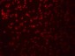 SAMHD1 Antibody