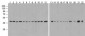 beta-Actin Antibody (biotin)