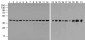 beta-Actin Antibody (HRP)