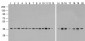 GAPDH Antibody (biotin)