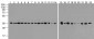 GAPDH Antibody (HRP)