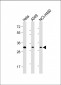 SNAI Antibody