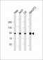 Hsp90 Antibody