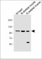 Mouse Csf1r Antibody (C-term)