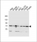 MTA1 Antibody(C-term)