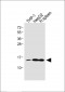 LYZ Antibody (C-term)