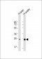 NTF3 Antibody (C-term)