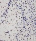 SUFU Antibody