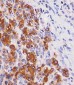 REG3G Antibody