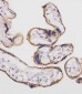 SLC3A2 Antibody (C-term)