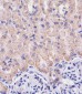 SLC3A2 Antibody (C-term)