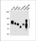 SLC3A2 Antibody (C-term)