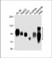 SLC3A2 Antibody (C-term)