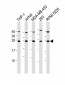 Bak Antibody (BH3 Domain Specific)
