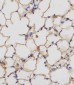 Mouse Csf1r Antibody (C-term)