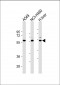 SIGLEC7  (D-siglec) Antibody (N-term)