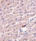 ATG7 Antibody