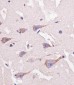 Nestin Antibody (S1409)