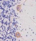 Nestin Antibody (S1409)