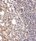 HLA-B Antibody (N-term)