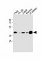 HLA-B Antibody (N-term)
