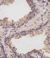 PARK7 Antibody (C-term)