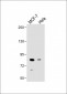 SMURF1 Antibody (C-term)