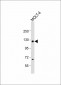 USP15 Antibody (N-term)