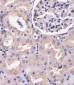 COPS7B Antibody (N-Term)