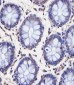 TAF4 Antibody (C-Term)