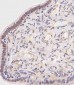 OVGP1 Antibody (N-Term)