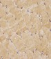 TK1 Antibody (Center)