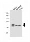 Phospho-SMAD3(S213) Antibody