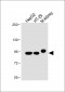 Villin-1 Antibody (N-term)