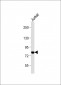 PKC theta Antibody (C-term)