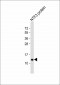 NTF3 Antibody (C-term)